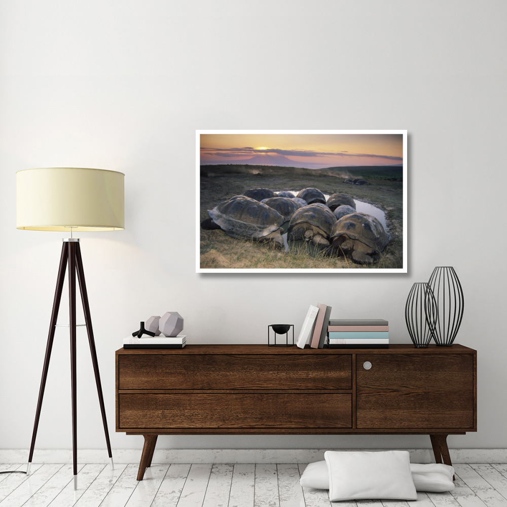 Galapagos Giant Tortoise in wallow on caldera rim, Alcedo Volcano, Galapagos-Paper Art-50&quotx34"