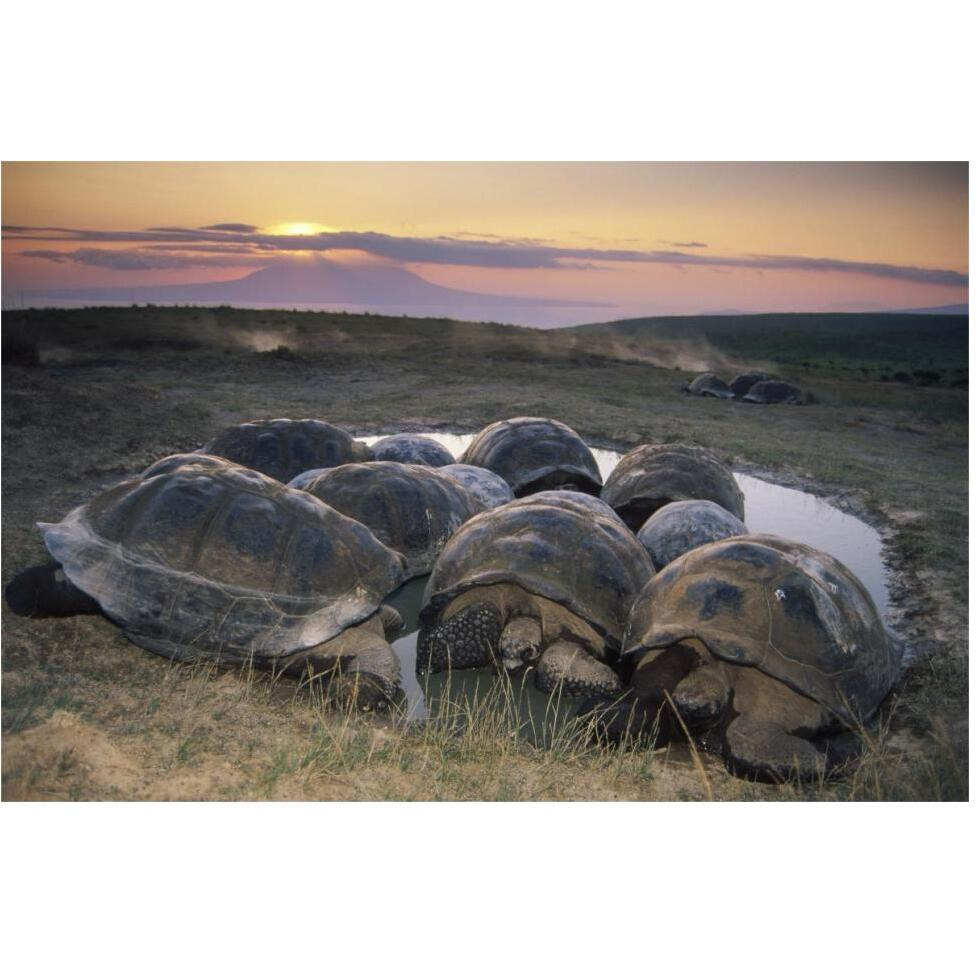 Galapagos Giant Tortoise in wallow on caldera rim, Alcedo Volcano, Galapagos-Paper Art-62&quotx42"