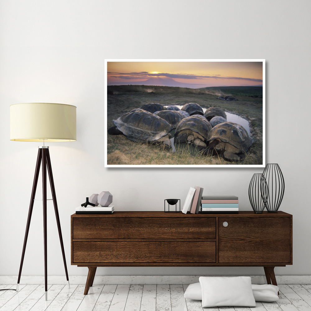 Galapagos Giant Tortoise in wallow on caldera rim, Alcedo Volcano, Galapagos-Paper Art-62&quotx42"