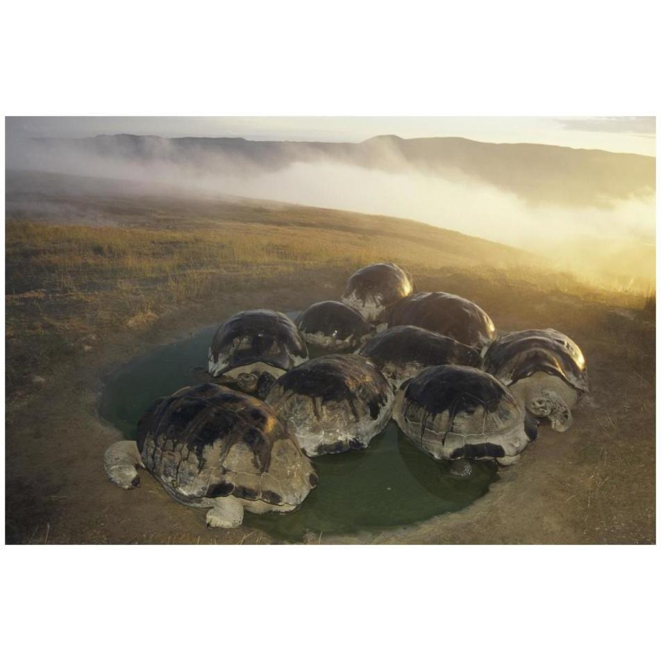 Galapagos Giant Tortoise in wallow on caldera rim, Alcedo Volcano, Galapagos-Paper Art-32&quotx22"