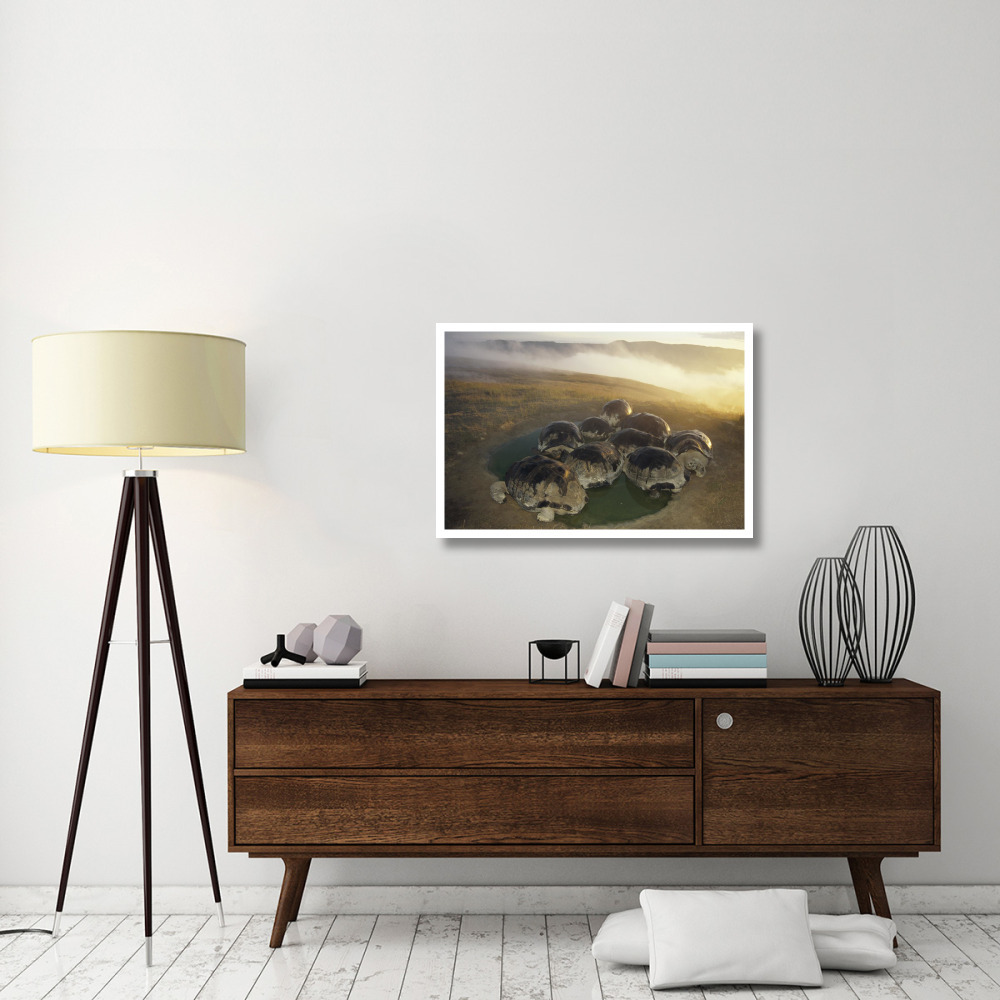 Galapagos Giant Tortoise in wallow on caldera rim, Alcedo Volcano, Galapagos-Paper Art-38&quotx26"