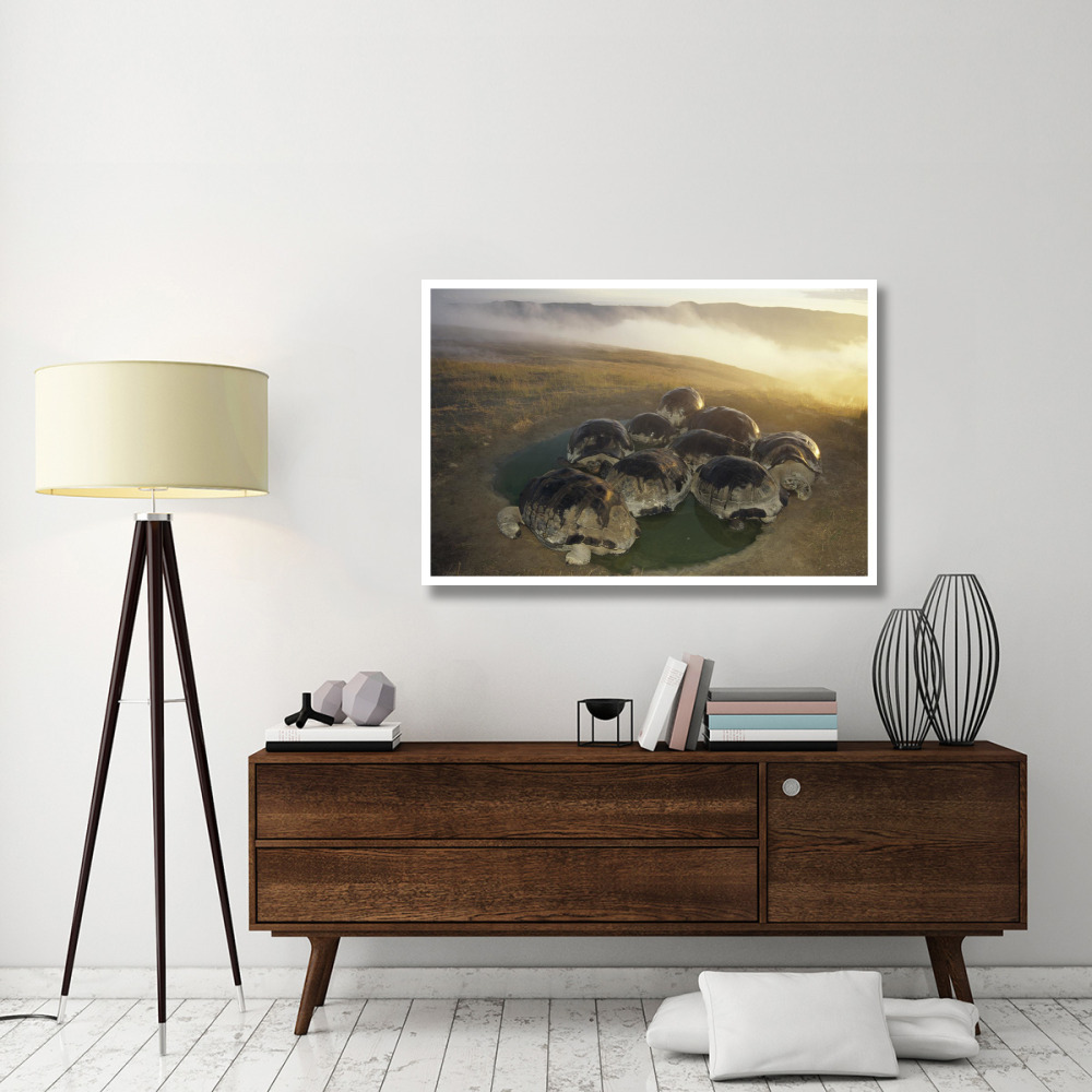 Galapagos Giant Tortoise in wallow on caldera rim, Alcedo Volcano, Galapagos-Paper Art-50&quotx34"