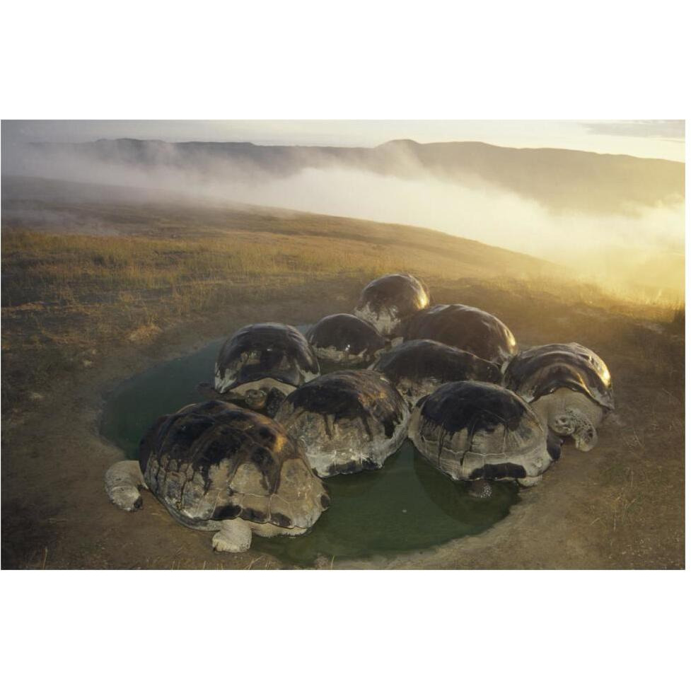 Galapagos Giant Tortoise in wallow on caldera rim, Alcedo Volcano, Galapagos-Paper Art-62&quotx42"