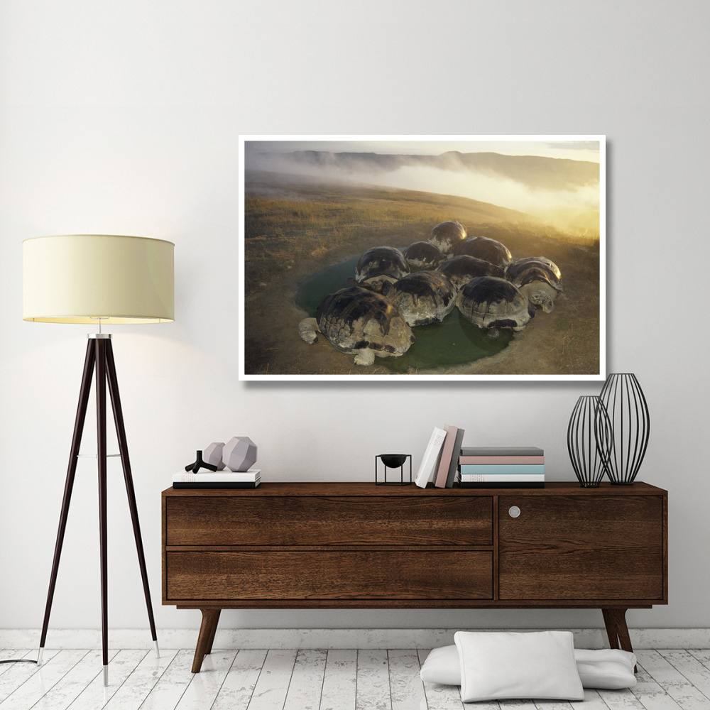 Galapagos Giant Tortoise in wallow on caldera rim, Alcedo Volcano, Galapagos-Paper Art-62&quotx42"