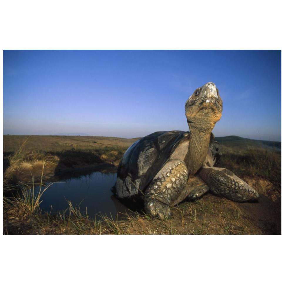 Galapagos Giant Tortoise in wallow on caldera rim, Alcedo Volcano, Galapagos-Paper Art-20&quotx14"