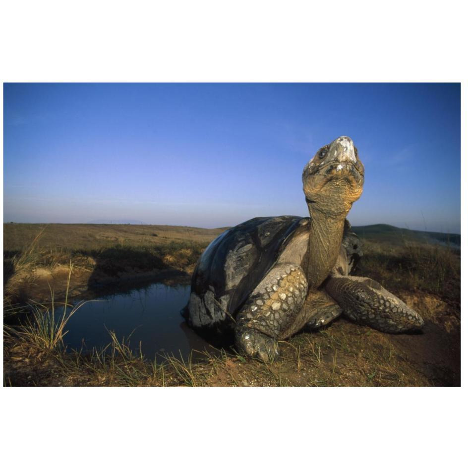 Galapagos Giant Tortoise in wallow on caldera rim, Alcedo Volcano, Galapagos-Paper Art-26&quotx18"