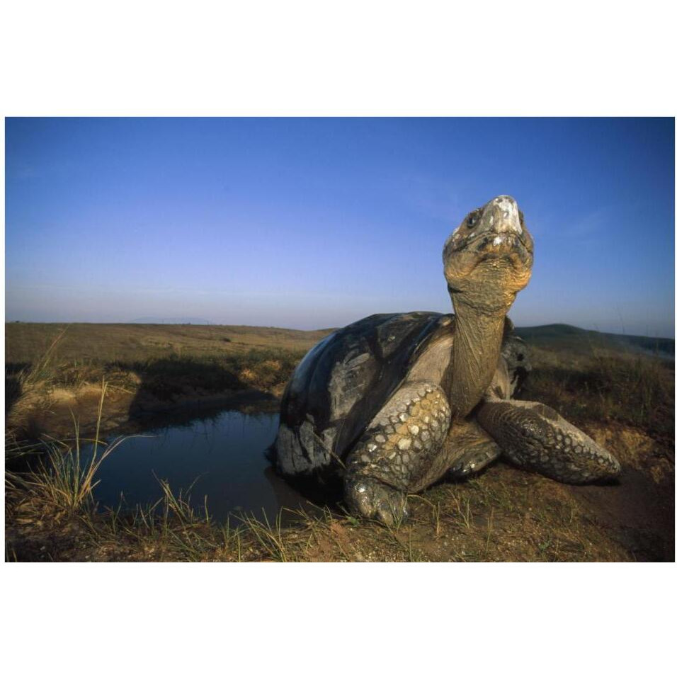Galapagos Giant Tortoise in wallow on caldera rim, Alcedo Volcano, Galapagos-Paper Art-38&quotx26"