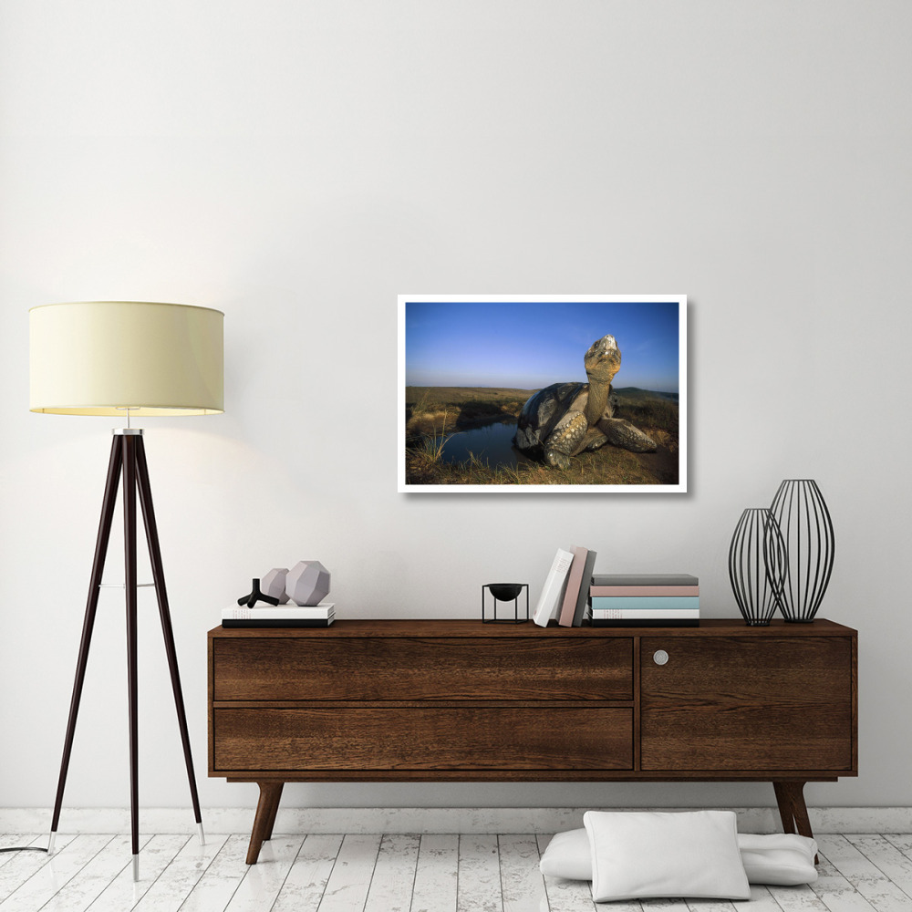 Galapagos Giant Tortoise in wallow on caldera rim, Alcedo Volcano, Galapagos-Paper Art-38&quotx26"