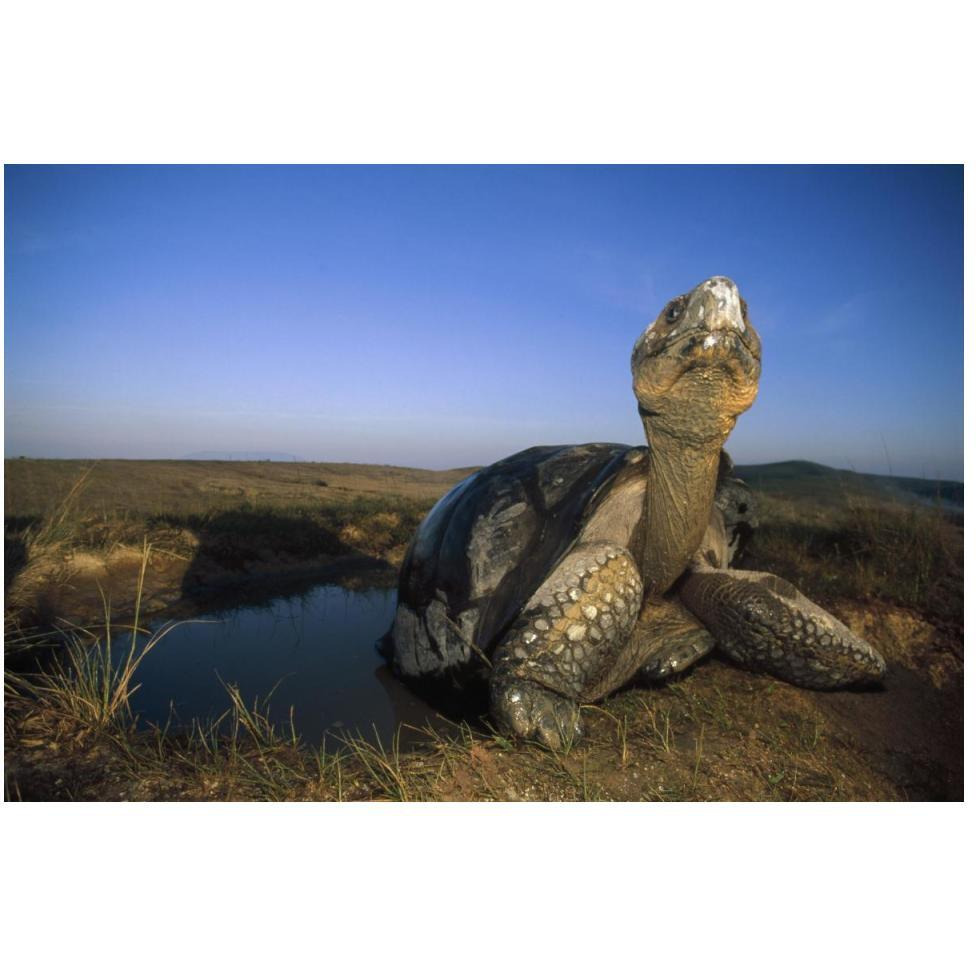 Galapagos Giant Tortoise in wallow on caldera rim, Alcedo Volcano, Galapagos-Paper Art-50&quotx34"