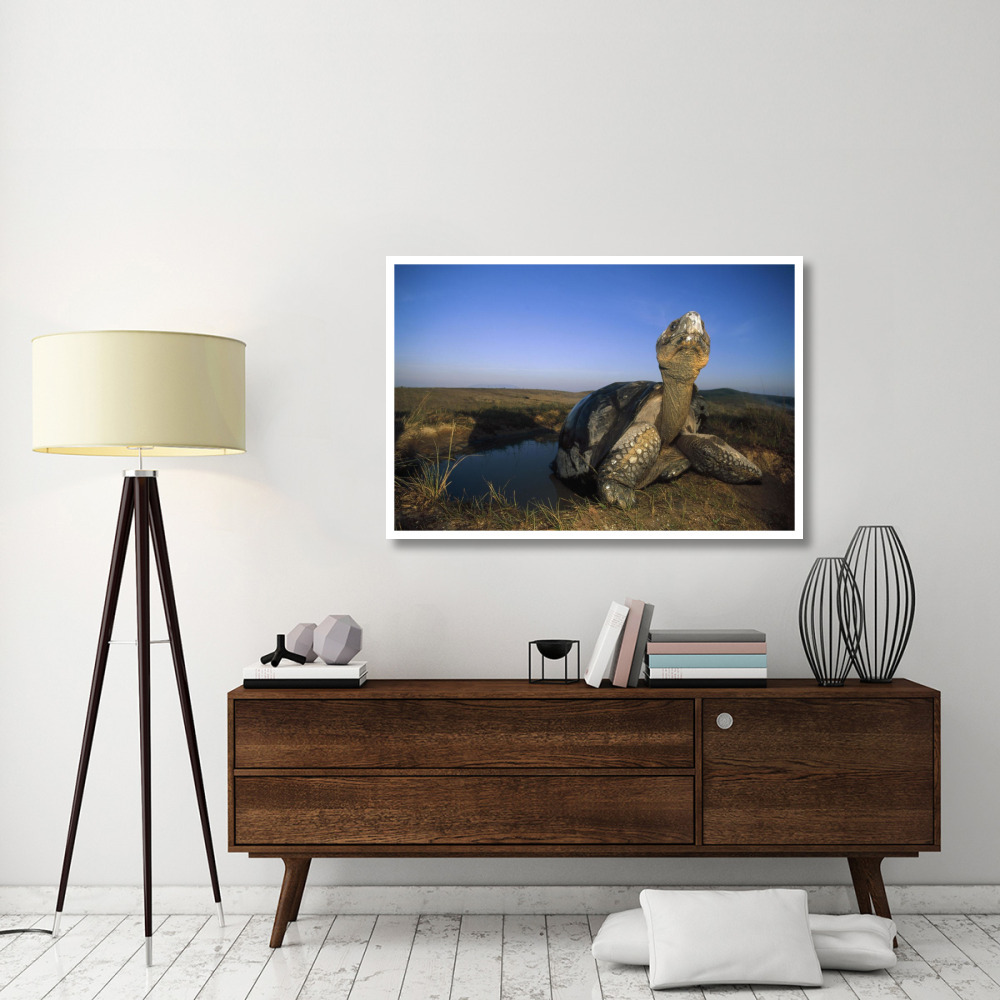 Galapagos Giant Tortoise in wallow on caldera rim, Alcedo Volcano, Galapagos-Paper Art-50&quotx34"