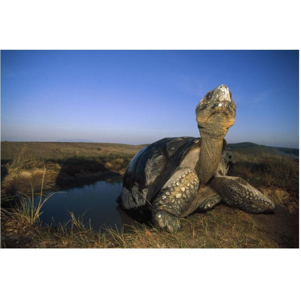 Galapagos Giant Tortoise in wallow on caldera rim, Alcedo Volcano, Galapagos-Paper Art-62&quotx42"