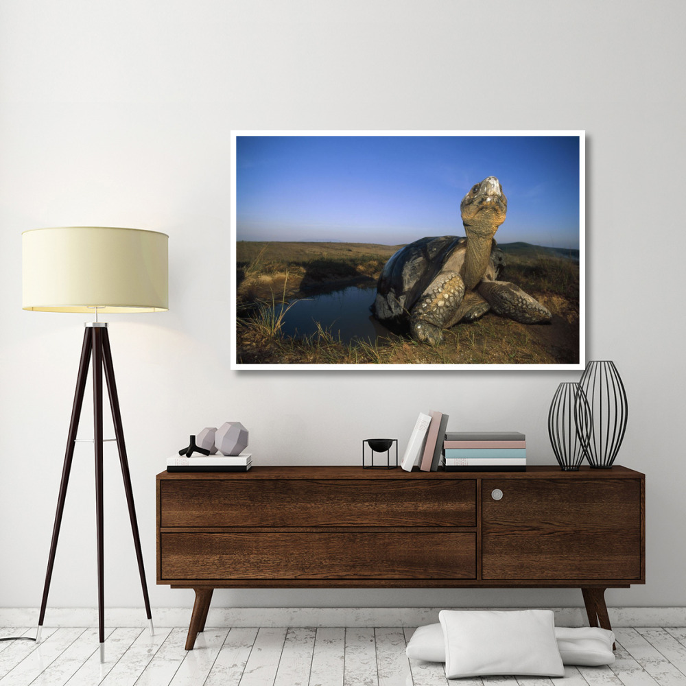 Galapagos Giant Tortoise in wallow on caldera rim, Alcedo Volcano, Galapagos-Paper Art-62&quotx42"