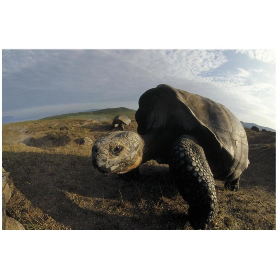 Galapagos Giant Tortoises on caldera rim, Alcedo Volcano, Galapagos Islands-Paper Art-26&quotx18"