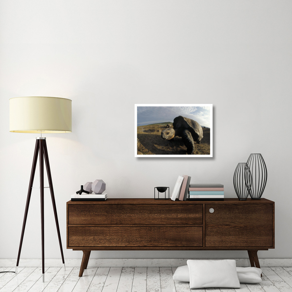 Galapagos Giant Tortoises on caldera rim, Alcedo Volcano, Galapagos Islands-Paper Art-32&quotx22"