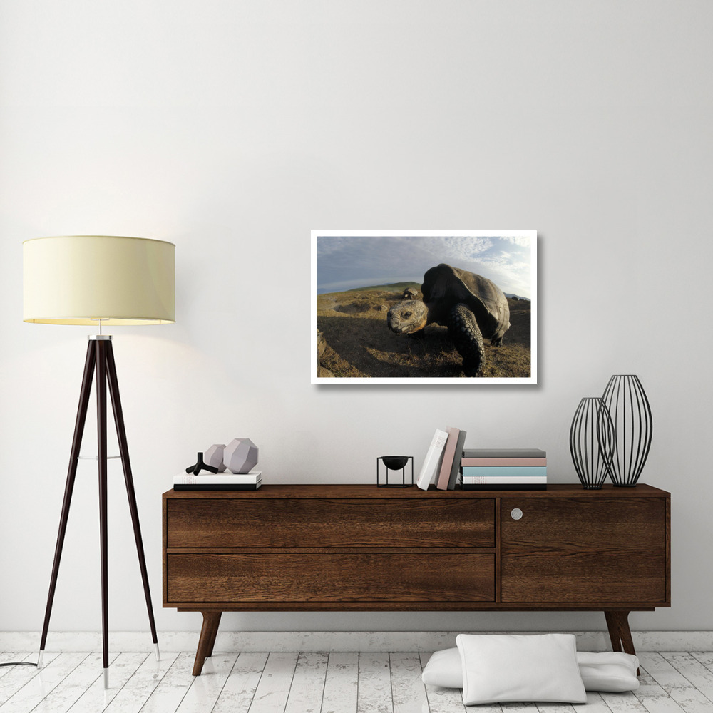 Galapagos Giant Tortoises on caldera rim, Alcedo Volcano, Galapagos Islands-Paper Art-38&quotx26"