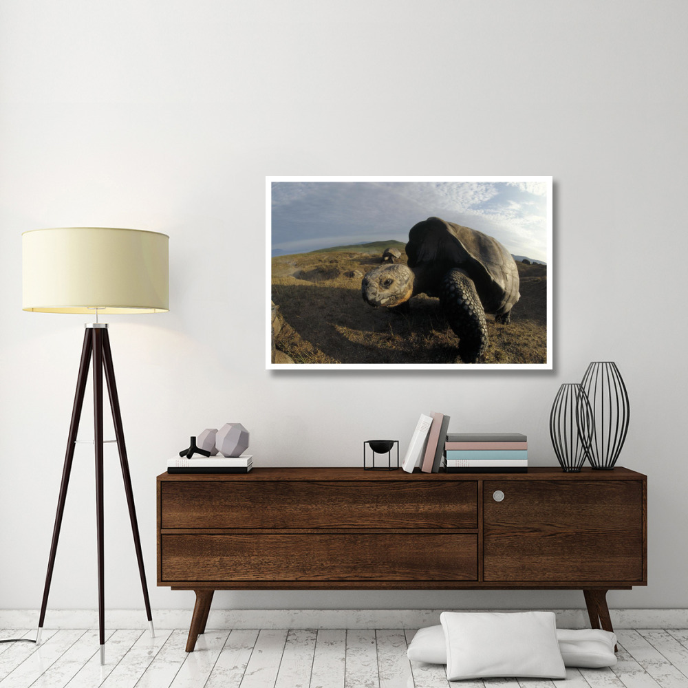 Galapagos Giant Tortoises on caldera rim, Alcedo Volcano, Galapagos Islands-Paper Art-50&quotx34"