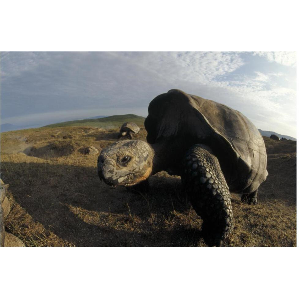 Galapagos Giant Tortoises on caldera rim, Alcedo Volcano, Galapagos Islands-Paper Art-62&quotx42"