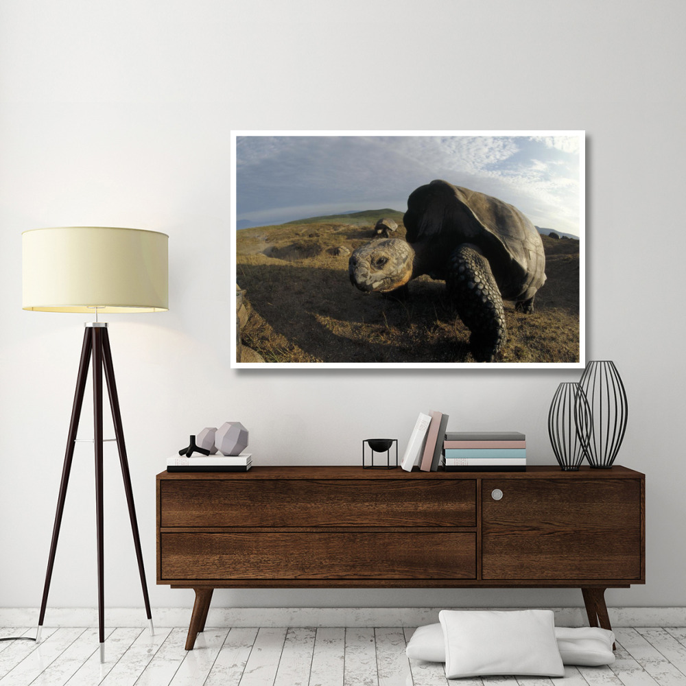 Galapagos Giant Tortoises on caldera rim, Alcedo Volcano, Galapagos Islands-Paper Art-62&quotx42"