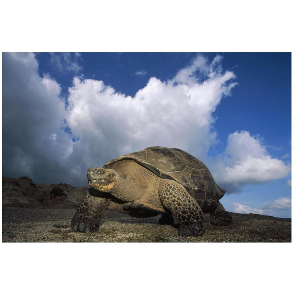 Galapagos Giant Tortoises on caldera rim, Alcedo Volcano, Galapagos Islands-Paper Art-26&quotx18"