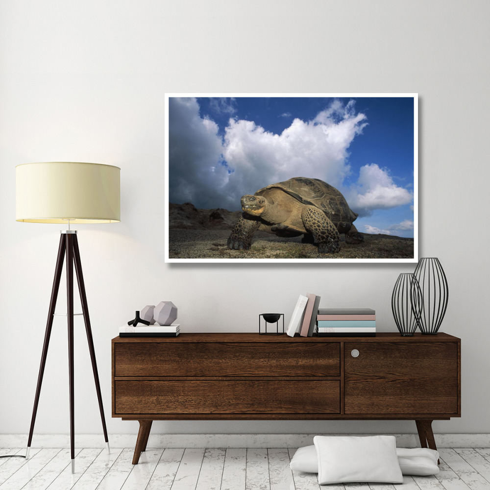 Galapagos Giant Tortoises on caldera rim, Alcedo Volcano, Galapagos Islands-Paper Art-62&quotx42"
