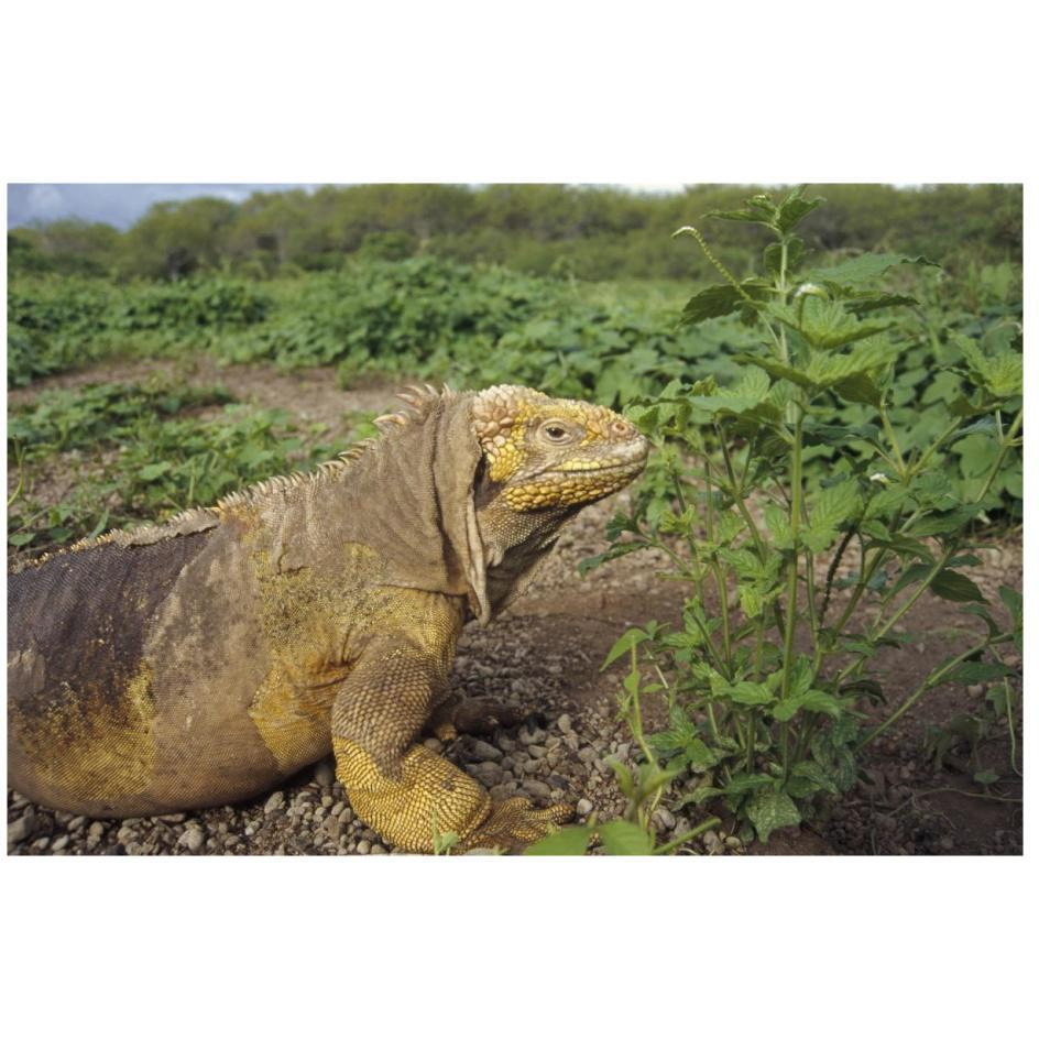 Galapagos Land Iguana male, Galapagos Islands, Ecuador-Paper Art-26&quotx18"