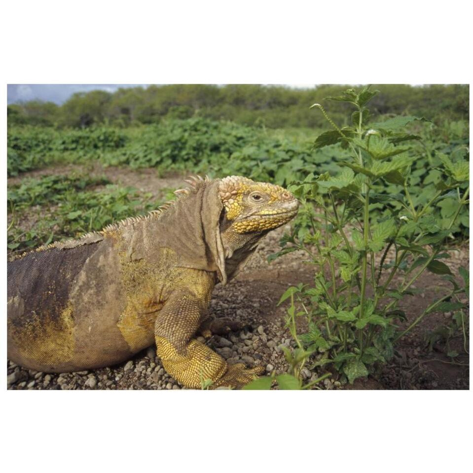 Galapagos Land Iguana male, Galapagos Islands, Ecuador-Paper Art-32&quotx22"