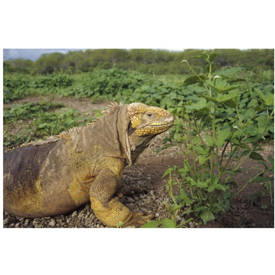 Galapagos Land Iguana male, Galapagos Islands, Ecuador-Paper Art-38&quotx26"