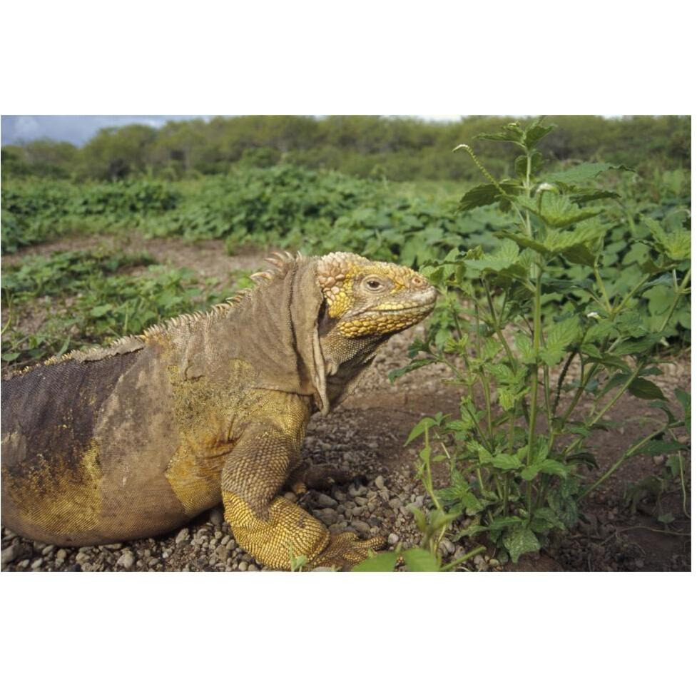 Galapagos Land Iguana male, Galapagos Islands, Ecuador-Paper Art-62&quotx42"