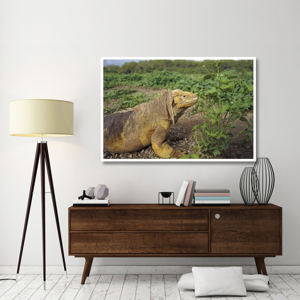 Galapagos Land Iguana male, Galapagos Islands, Ecuador-Paper Art-62&quotx42"