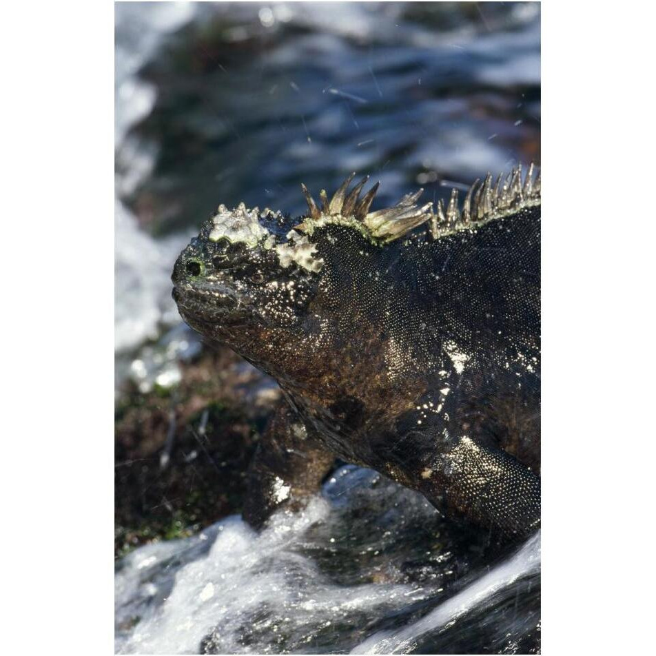 Marine Iguana at low tide, Punta Espinosa, Galapagos Islands, Ecuador-Paper Art-14&quotx20"