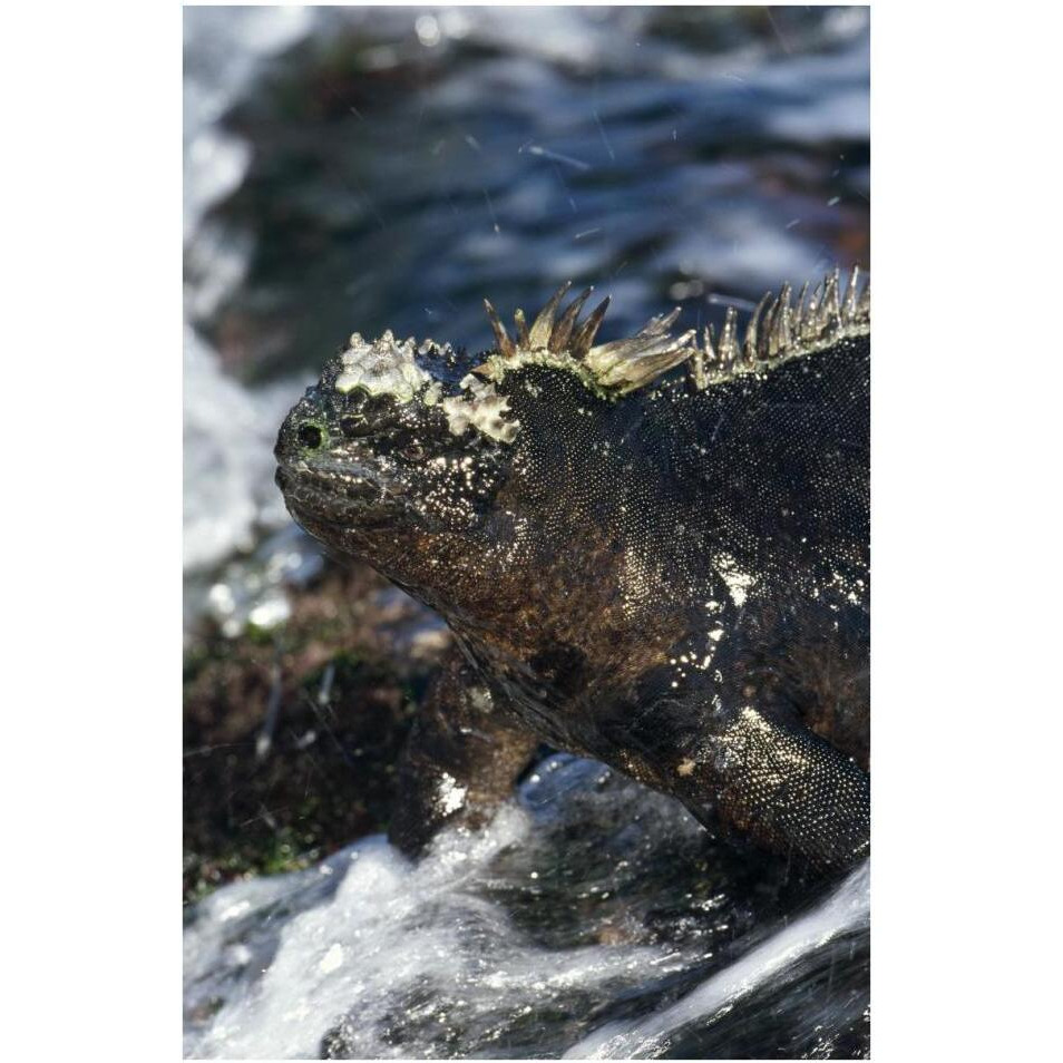 Marine Iguana at low tide, Punta Espinosa, Galapagos Islands, Ecuador-Paper Art-26&quotx38"