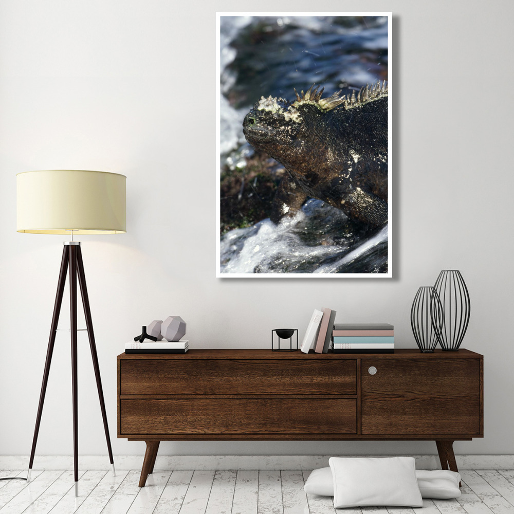 Marine Iguana at low tide, Punta Espinosa, Galapagos Islands, Ecuador-Paper Art-42&quotx62"