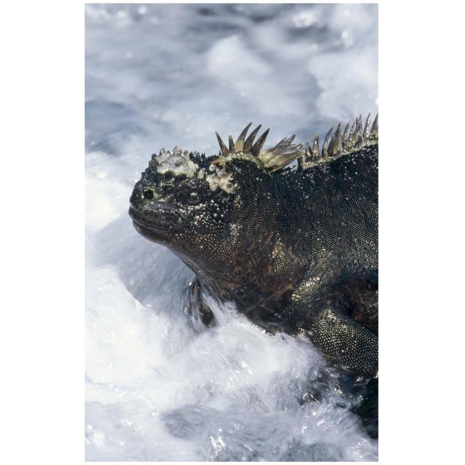Marine Iguana in surf, Punta Espinosa, Galapagos Islands, Ecuador-Paper Art-18&quotx26"
