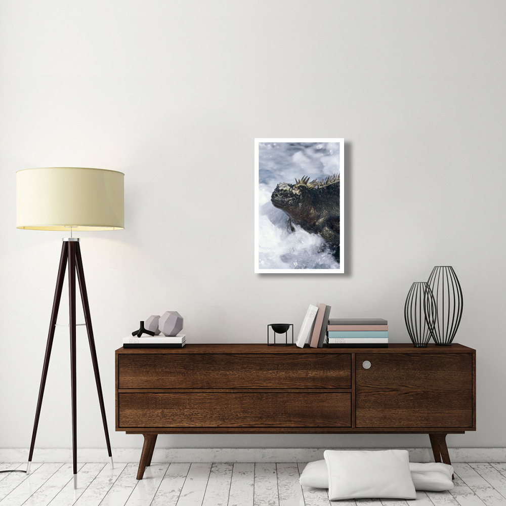 Marine Iguana in surf, Punta Espinosa, Galapagos Islands, Ecuador-Paper Art-22&quotx32"