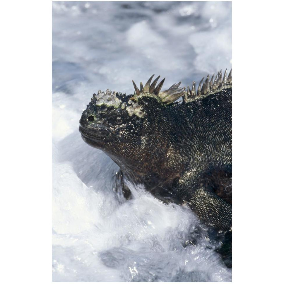 Marine Iguana in surf, Punta Espinosa, Galapagos Islands, Ecuador-Paper Art-34&quotx50"