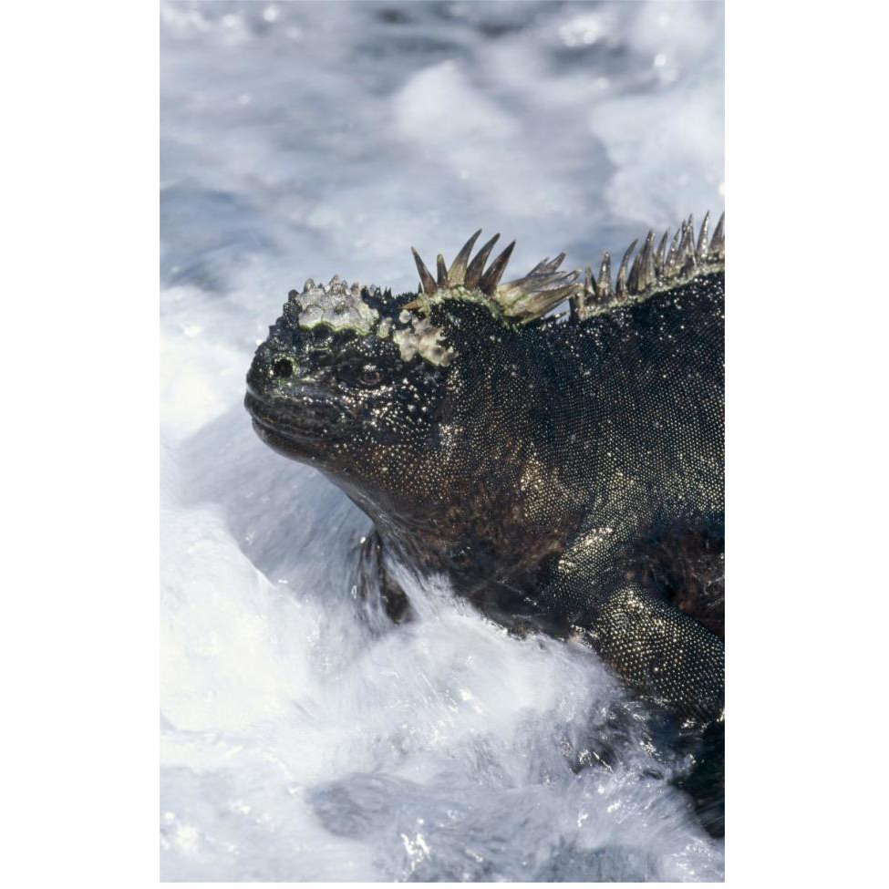 Marine Iguana in surf, Punta Espinosa, Galapagos Islands, Ecuador-Paper Art-42&quotx62"