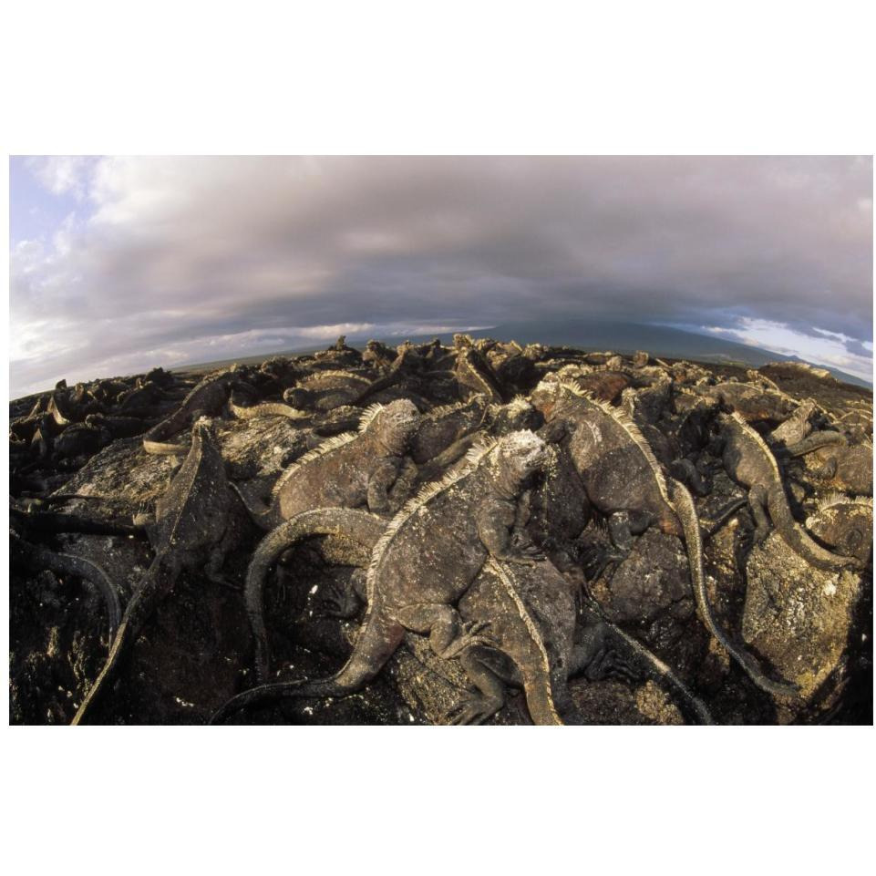 Marine Iguana dense colony basking on lava, Galapagos Islands, Ecuador-Paper Art-20&quotx14"