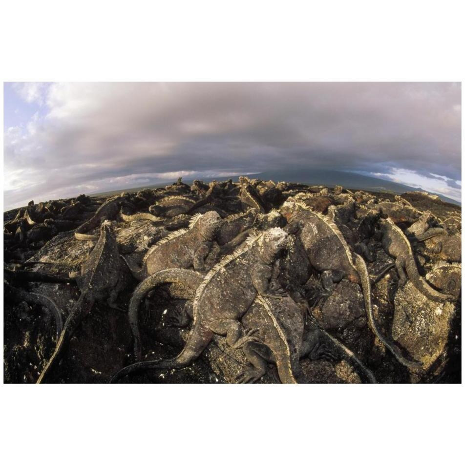 Marine Iguana dense colony basking on lava, Galapagos Islands, Ecuador-Paper Art-32&quotx22"