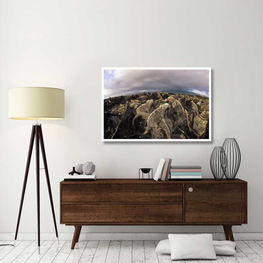 Marine Iguana dense colony basking on lava, Galapagos Islands, Ecuador-Paper Art-50&quotx34"