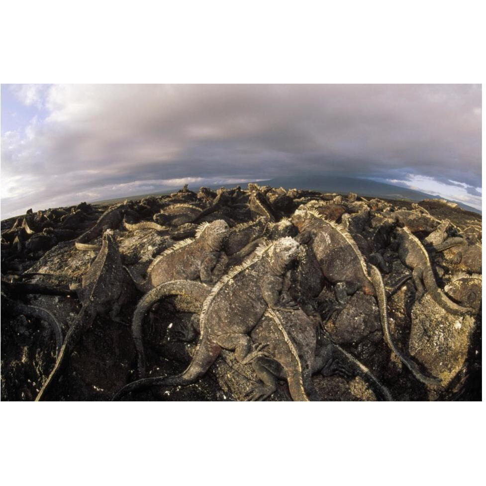 Marine Iguana dense colony basking on lava, Galapagos Islands, Ecuador-Paper Art-62&quotx42"