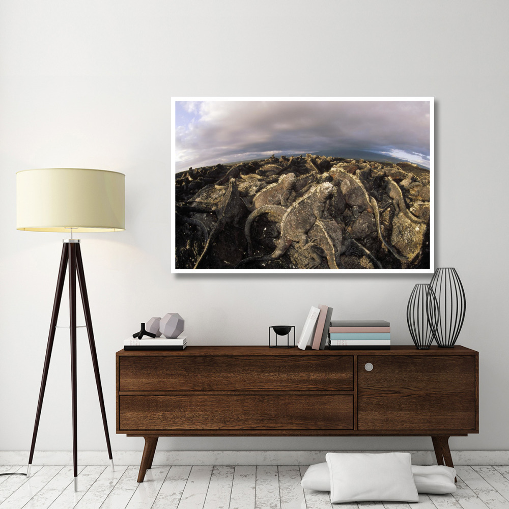 Marine Iguana dense colony basking on lava, Galapagos Islands, Ecuador-Paper Art-62&quotx42"