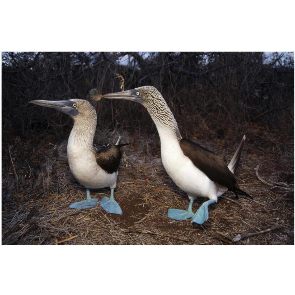 Blue-footed Booby pair courting,  Galapagos Islands, Ecuador-Paper Art-20&quotx14"