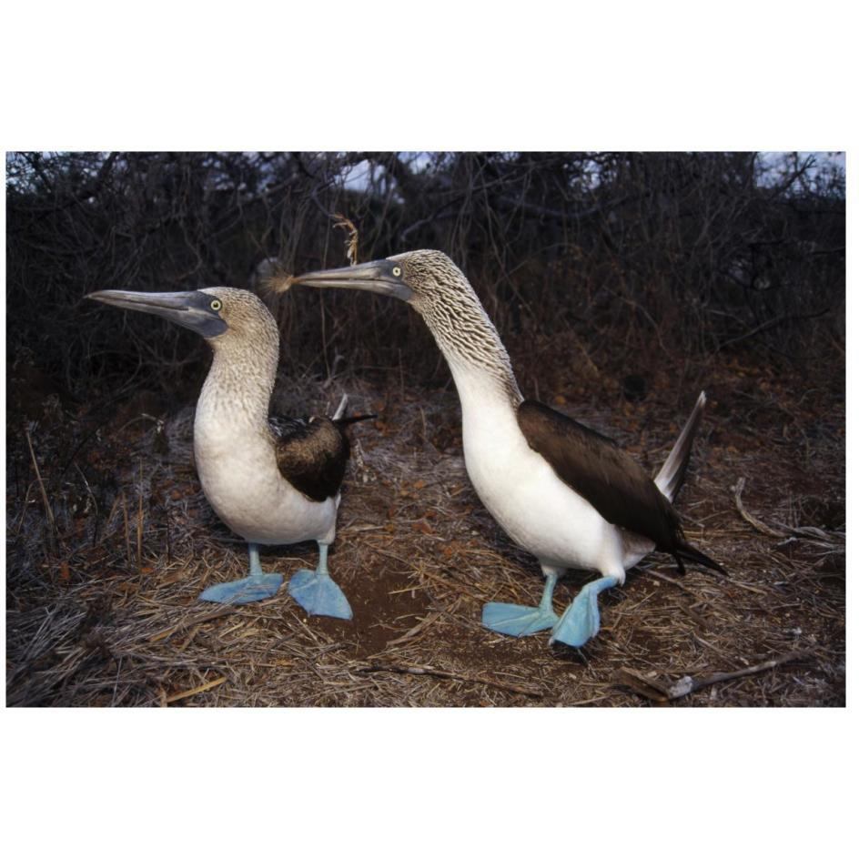 Blue-footed Booby pair courting,  Galapagos Islands, Ecuador-Paper Art-26&quotx18"