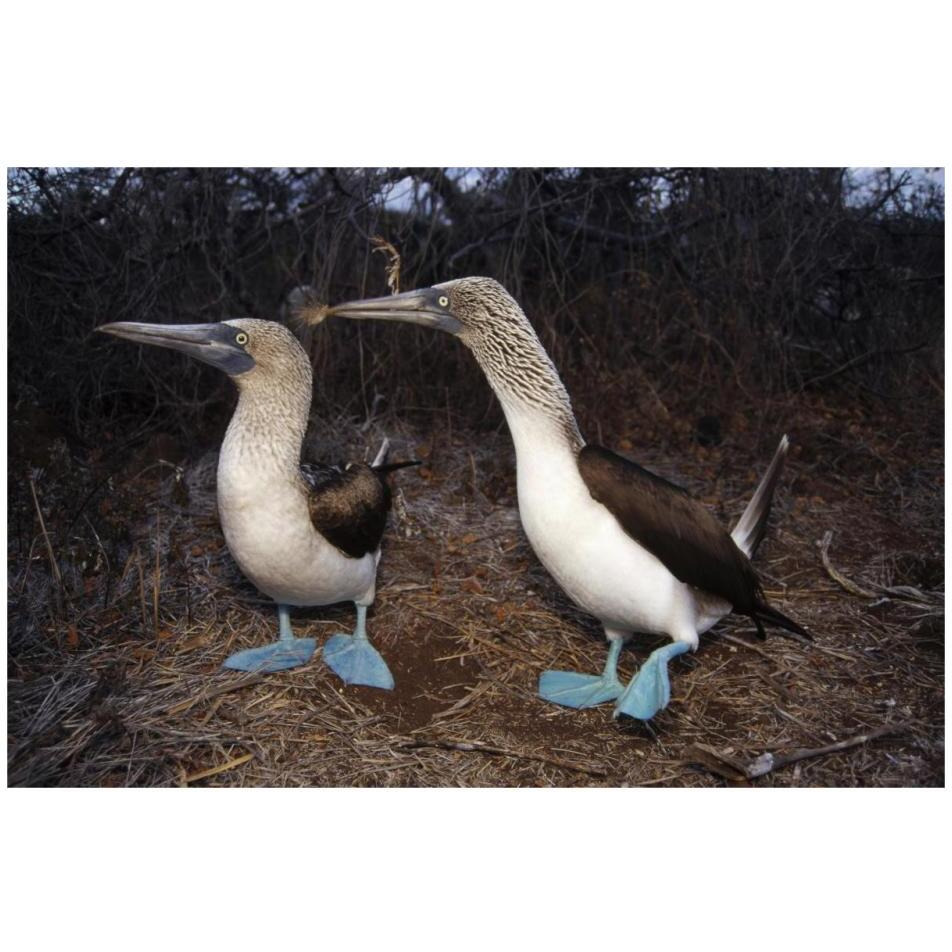 Blue-footed Booby pair courting,  Galapagos Islands, Ecuador-Paper Art-32&quotx22"