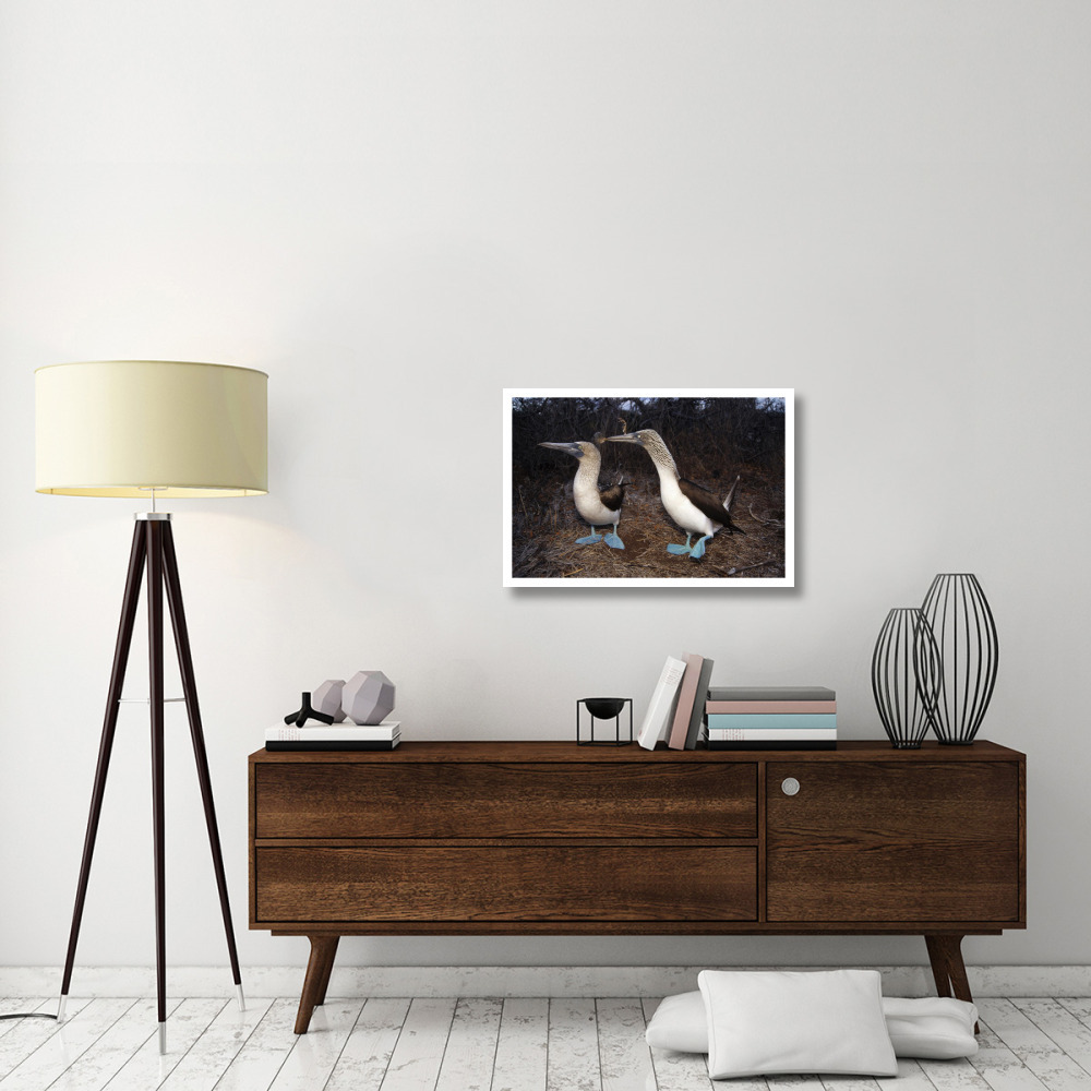 Blue-footed Booby pair courting,  Galapagos Islands, Ecuador-Paper Art-32&quotx22"