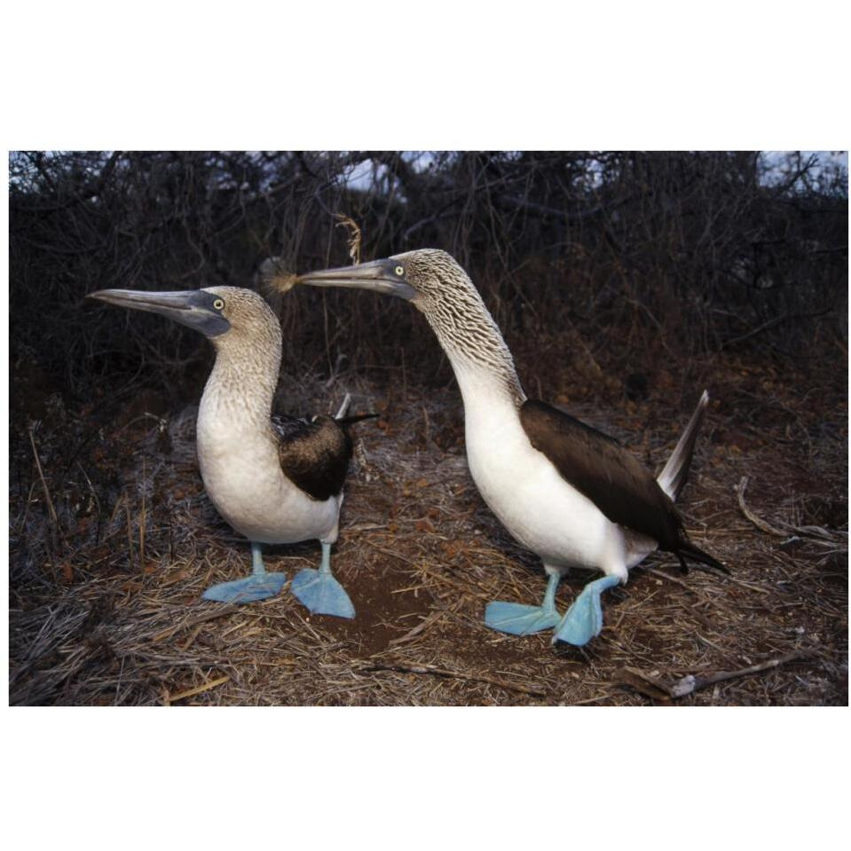 Blue-footed Booby pair courting,  Galapagos Islands, Ecuador-Paper Art-38&quotx26"