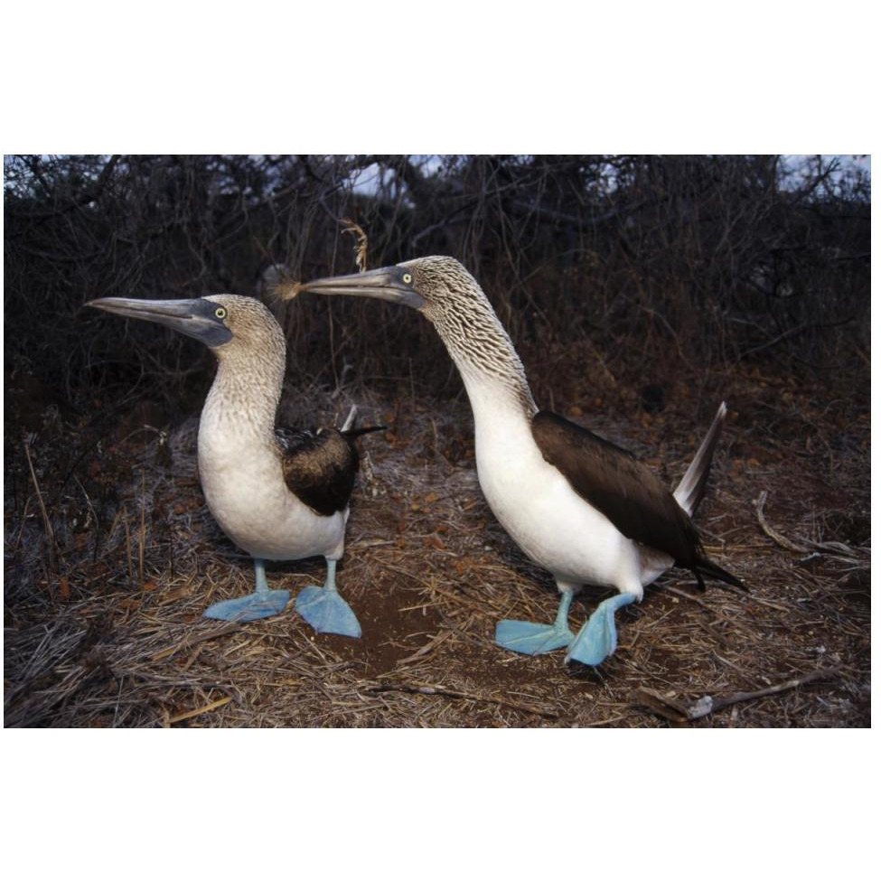 Blue-footed Booby pair courting,  Galapagos Islands, Ecuador-Paper Art-50&quotx34"