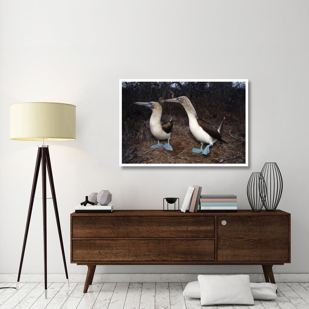 Blue-footed Booby pair courting,  Galapagos Islands, Ecuador-Paper Art-50&quotx34"