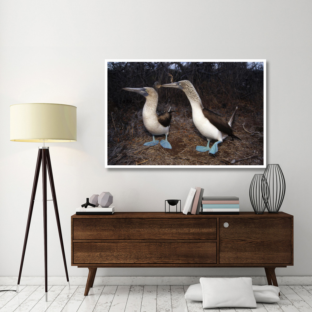 Blue-footed Booby pair courting,  Galapagos Islands, Ecuador-Paper Art-62&quotx42"