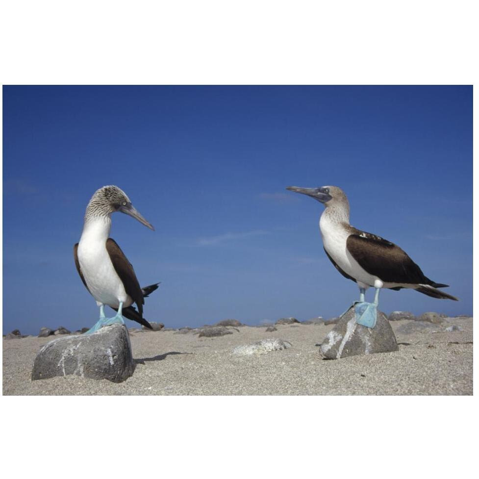 Blue-footed Booby pair, Galapagos Islands, Ecuador-Paper Art-50&quotx34"